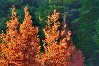 小雪山楓紅美景